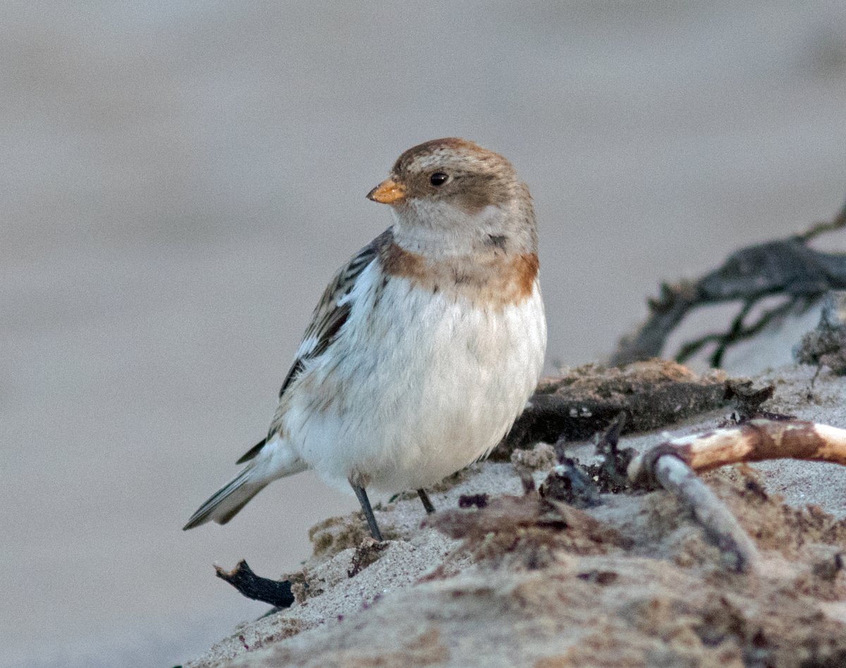 oldgreyheron's tweet photo. Snow bunting at the South Gare late this afternoon. A "lifer" for me! @teesbirds1 @RSPBSaltholme @Natures_Voice @NE_Northumbria @NatureUK @redcar_is @Bird__World @teeswildlife @lovembro @LoveTeesside @_BTO https://t.co/dpHWzM0EOC