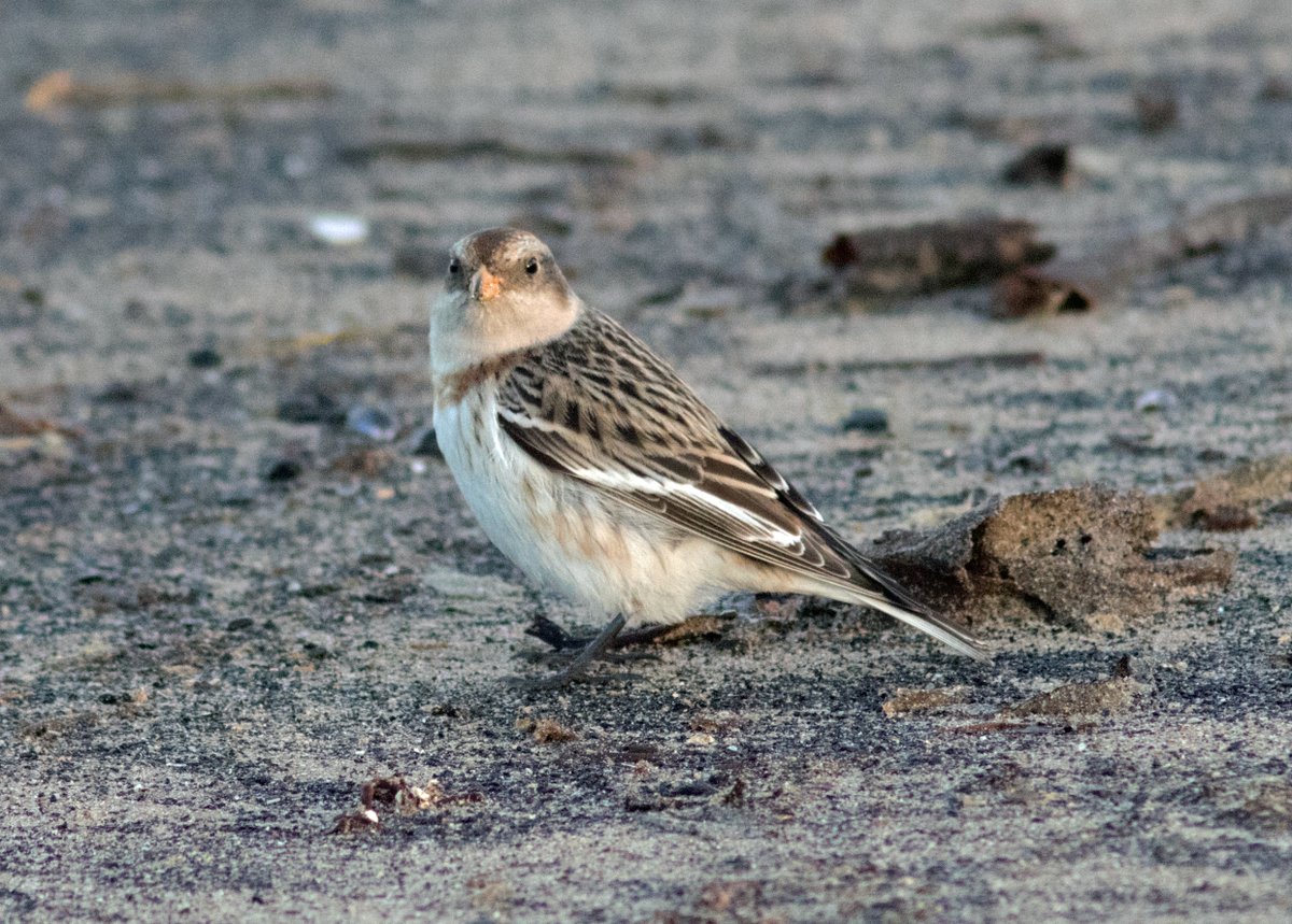 oldgreyheron's tweet photo. Snow bunting at the South Gare late this afternoon. A "lifer" for me! @teesbirds1 @RSPBSaltholme @Natures_Voice @NE_Northumbria @NatureUK @redcar_is @Bird__World @teeswildlife @lovembro @LoveTeesside @_BTO https://t.co/dpHWzM0EOC