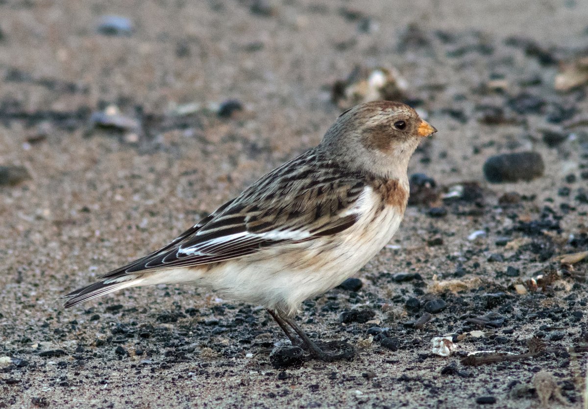 oldgreyheron's tweet photo. Snow bunting at the South Gare late this afternoon. A "lifer" for me! @teesbirds1 @RSPBSaltholme @Natures_Voice @NE_Northumbria @NatureUK @redcar_is @Bird__World @teeswildlife @lovembro @LoveTeesside @_BTO https://t.co/dpHWzM0EOC