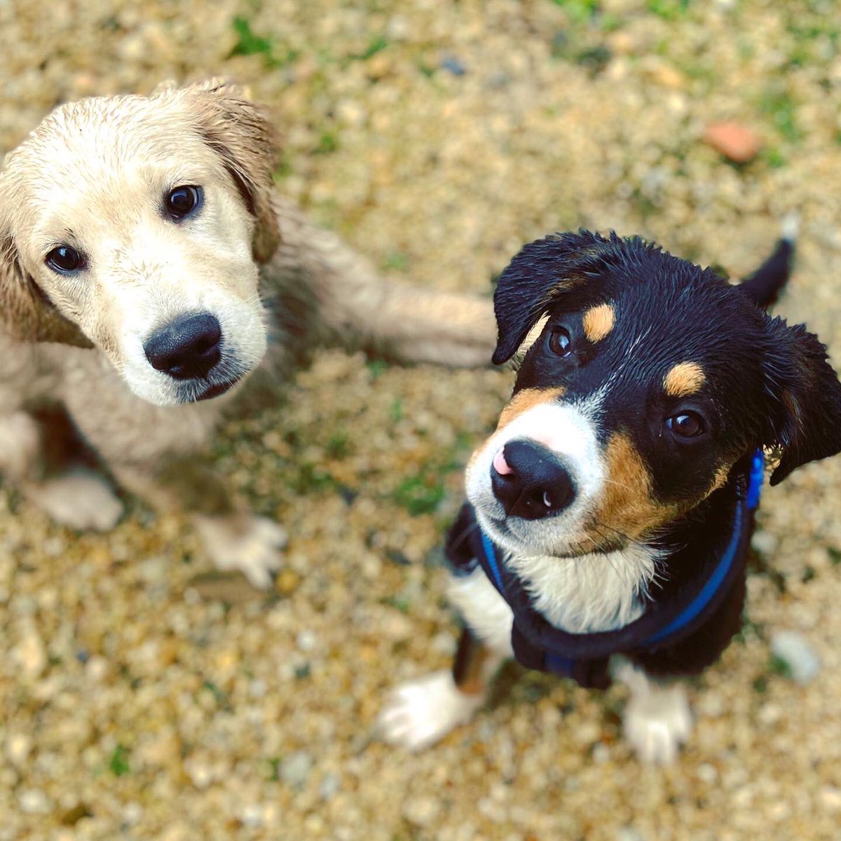 StevenEnglish's tweet image. Ralff and his new friend Seth. Playing nice.... 😁🙈

Thank you @RamblesPetCare 👏