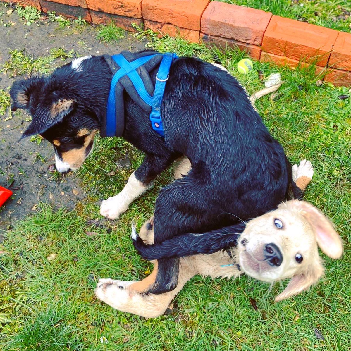 StevenEnglish's tweet image. Ralff and his new friend Seth. Playing nice.... 😁🙈

Thank you @RamblesPetCare 👏