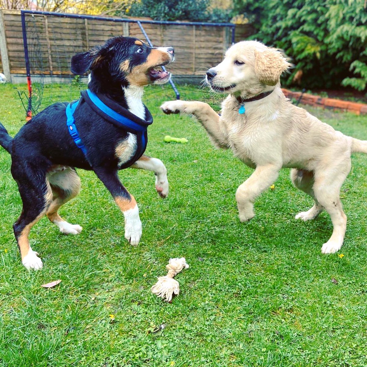 StevenEnglish's tweet image. Ralff and his new friend Seth. Playing nice.... 😁🙈

Thank you @RamblesPetCare 👏