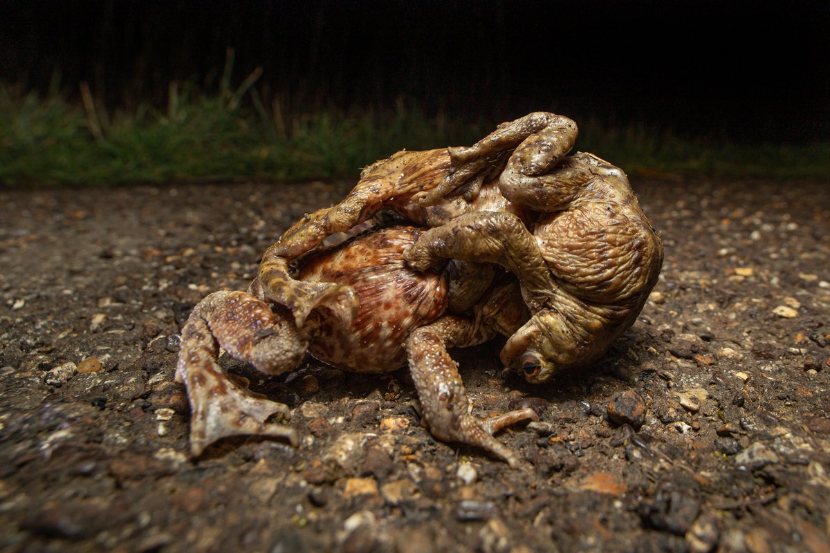 bt_photo's tweet image. Amphibian migration is in full swing 🐸🐸🐸 Mind your step near lakes and ponds #toads #frogs #newts