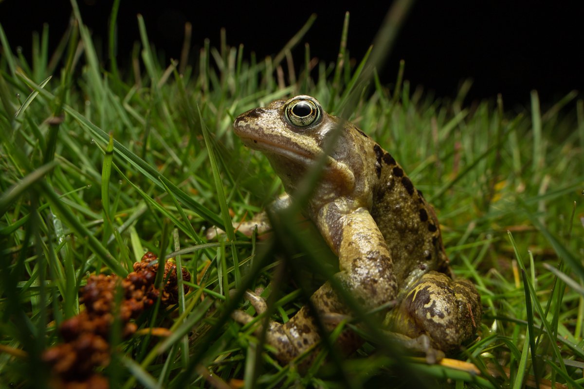 bt_photo's tweet image. Amphibian migration is in full swing 🐸🐸🐸 Mind your step near lakes and ponds #toads #frogs #newts