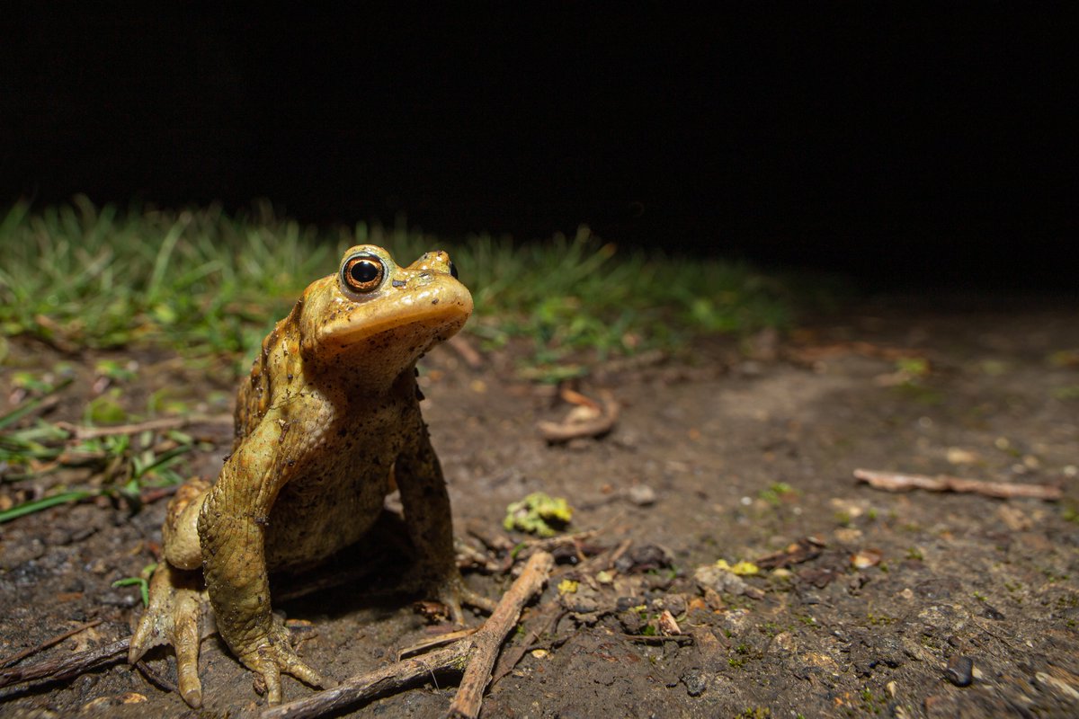 bt_photo's tweet image. Amphibian migration is in full swing 🐸🐸🐸 Mind your step near lakes and ponds #toads #frogs #newts