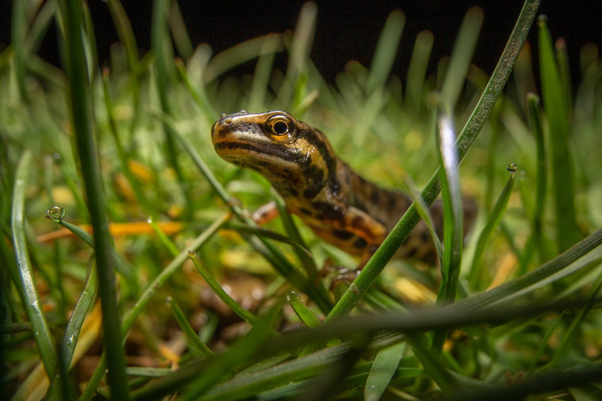 bt_photo's tweet image. Amphibian migration is in full swing 🐸🐸🐸 Mind your step near lakes and ponds #toads #frogs #newts