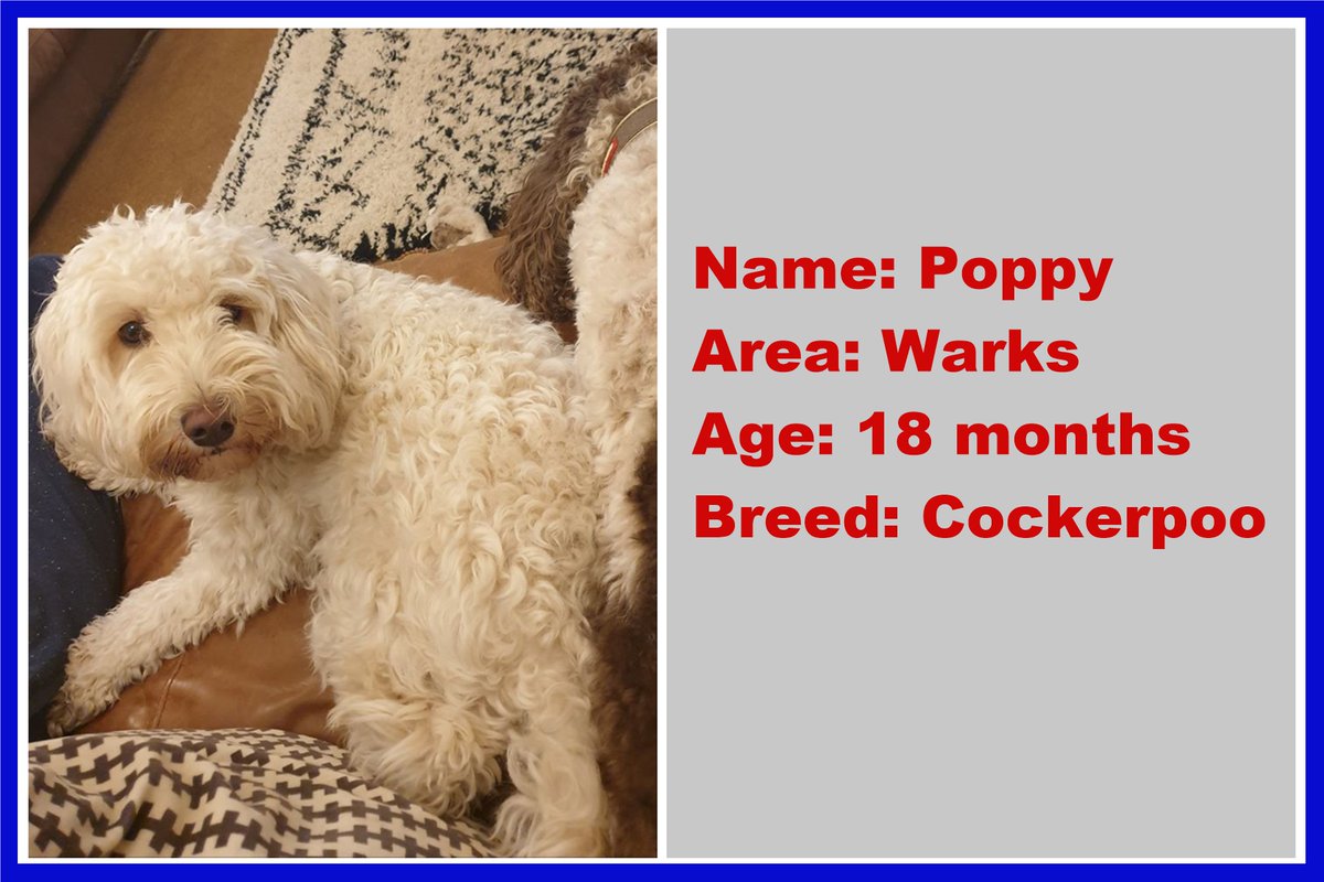 SpanielAidUK's tweet photo. Finally tonight is Poppy an 18 month old Cockerpoo in Warks please follow the link for all the information https://t.co/h9sD9YVJWe #dogsoftwitter #dogoftheday #spanel #spaniels #cockerpoo #adoptdontshop #dog https://t.co/gF6LPjNQwz
