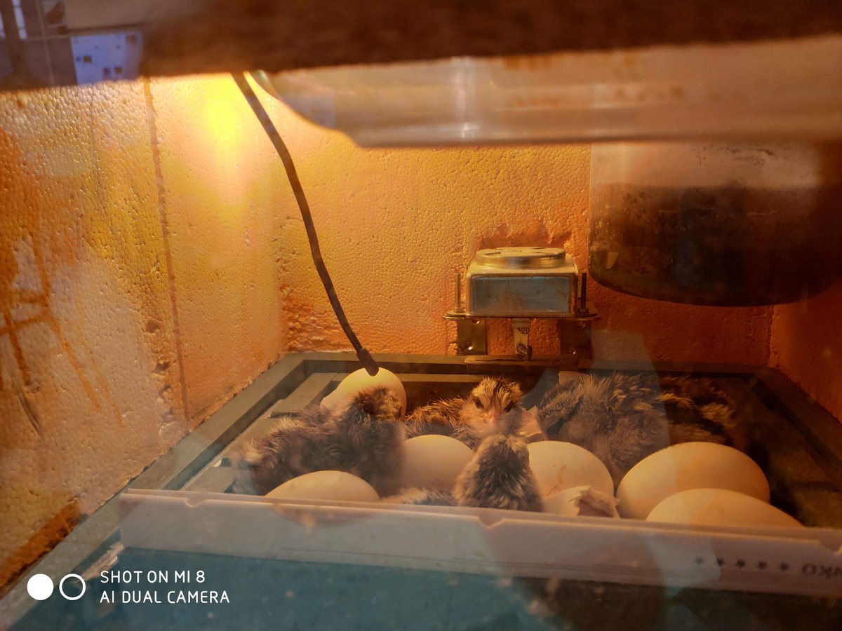 Hoy en la incubadora de  <a href="/San_Estanislao/">San Estanislao</a> en 2 de Primaria B han nacido una nueva generación de pollitos Bienvenidoooos