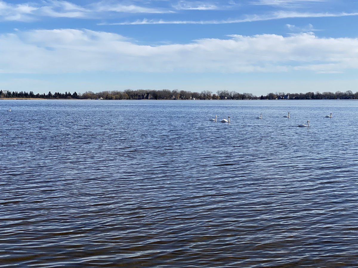 VivaBrachmann's tweet photo. 48 and beautiful today. Slushy snow mix and mess tomorrow morning. 

Enjoying it while we can. #Dog #7Swans https://t.co/aGdvHaoDzx