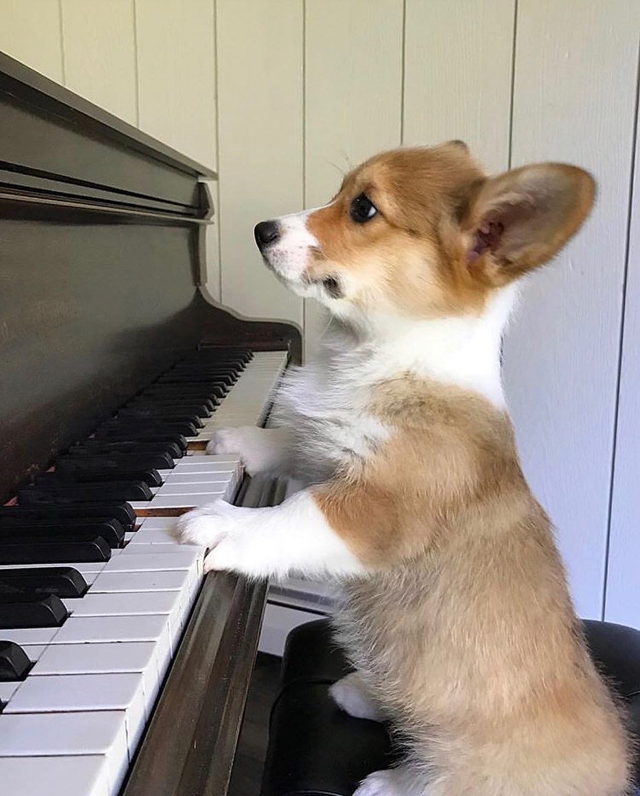 corgilovers3's tweet photo. Here’s a musical pupper to help you get lit tonight 😏
📸: @lepetitmabel 🐌
#corgicommunity #dailycorgi #breakfastclubcorgis 
#babyyoda #themandalorian Tottenham #CloseTheSchools #DemExit https://t.co/fXj9wPQ08H