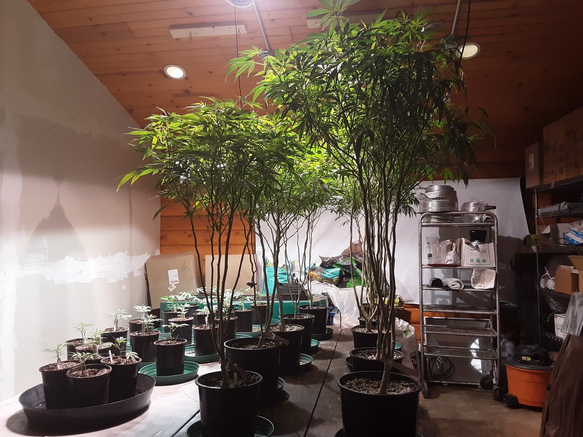 dtropp's tweet photo. Learning from hemp pioneers at Banner Harvest, part of #LiveLocal2020 Farm to Fork tour in central IL: growing, processing and selling at retail under a rapidly shifting policy environment https://t.co/e2EGrwpz9i