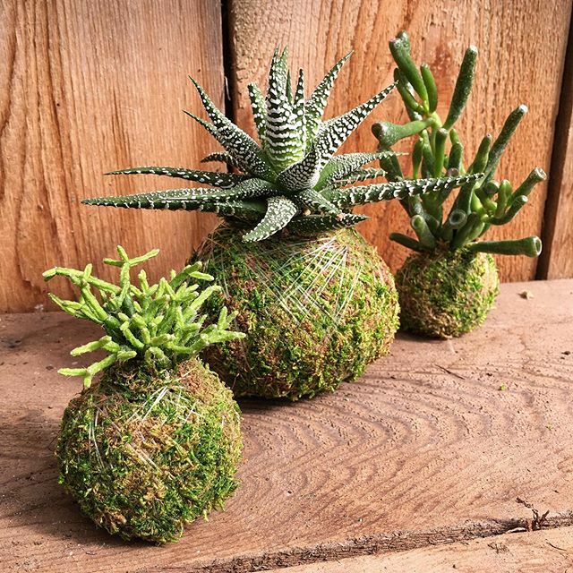 Kokedama Workshop! 🌳  Saturday 3/21 at our @ghirardellisquare location! Learn about this historic Japanese art form and make two of your very own! 🤲 Tickets link in bio! ift.tt/3cMNgHJ