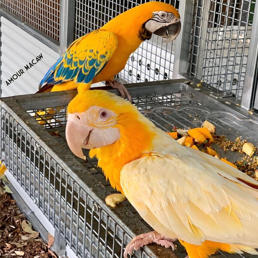 exotic birds with eggs for sale (@oliviah32162186) on Twitter photo 