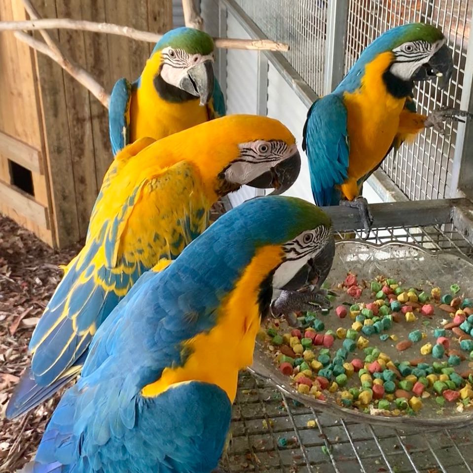 exotic birds with eggs for sale (@oliviah32162186) on Twitter photo 