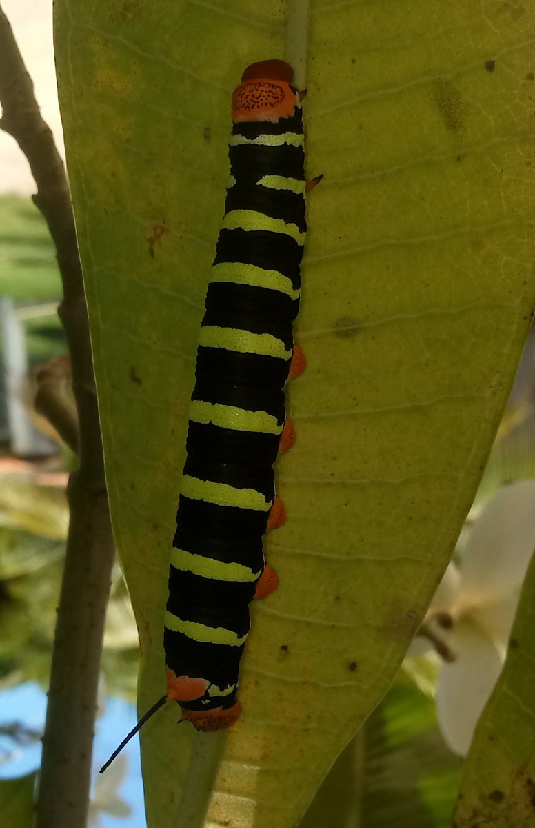 keynaturalist's tweet photo. Você pode até ser bonito, mas nunca chegará aos pés dessa lagarta.
#Pseudosphinx https://t.co/JF3mfU1LVi