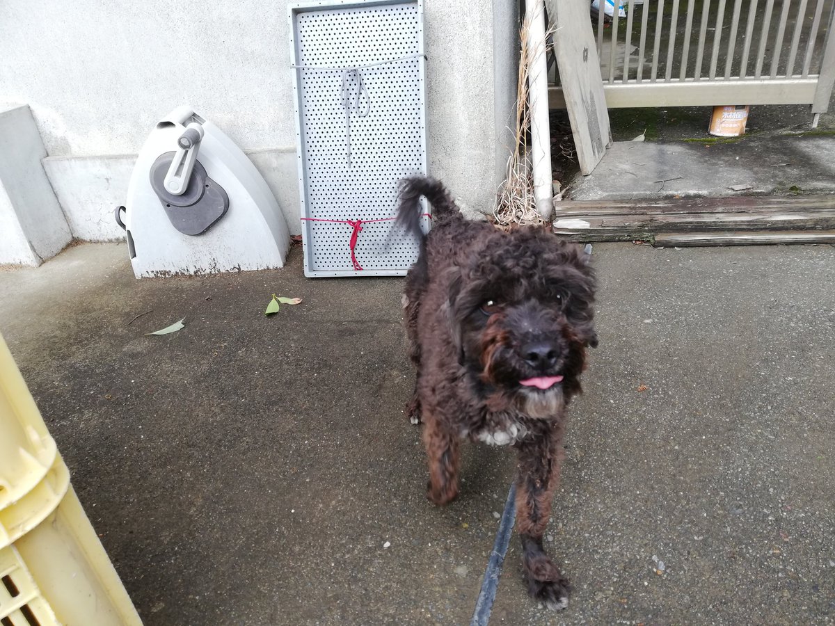 トイプードルミックス