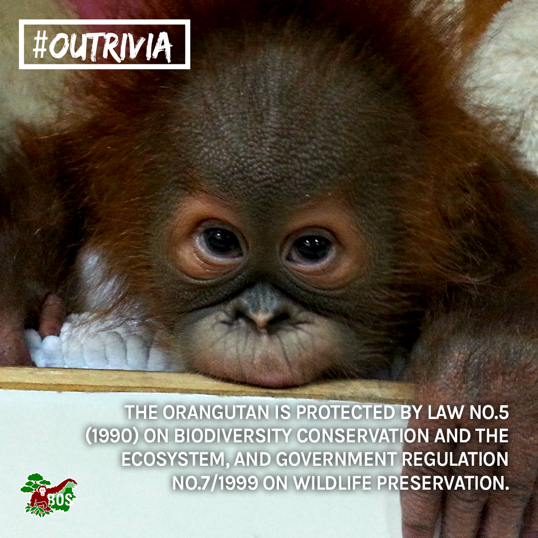 bornean_OU's tweet photo. #OUtrivia [1/4] The orangutan is one of Indonesia’s most endangered animals. Orangutans are protected by Law No.5 (1990) on Biodiversity Conservation and the Ecosystem, and Government Regulation No.7/1999 on Wildlife Preservation. It is prohibited to: https://t.co/wpupbfHEtm