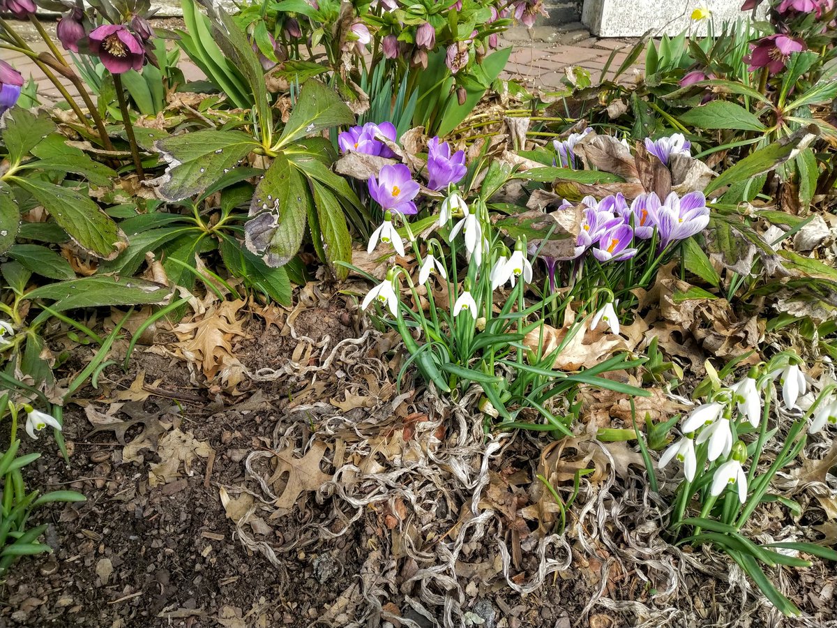LambertvilleCC's tweet photo. It's a great time to visit the #DelawareRiverTowns!
#mildweather is causing #flowerers πΈ to bloom early. Mild temperatures will continue through the week. #stayanextraday
#springiscoming #staycation #staycations #travellocal #travellocally @VisitBucksPA @Visit_NJ @VisitHunterdon https://t.co/w9WN0HJUpo