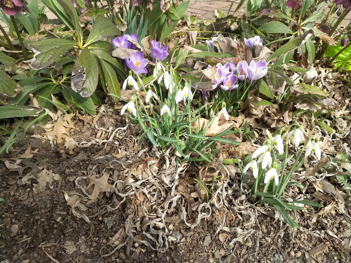 LambertvilleCC's tweet photo. It's a great time to visit the #DelawareRiverTowns!
#mildweather is causing #flowerers πΈ to bloom early. Mild temperatures will continue through the week. #stayanextraday
#springiscoming #staycation #staycations #travellocal #travellocally @VisitBucksPA @Visit_NJ @VisitHunterdon https://t.co/w9WN0HJUpo