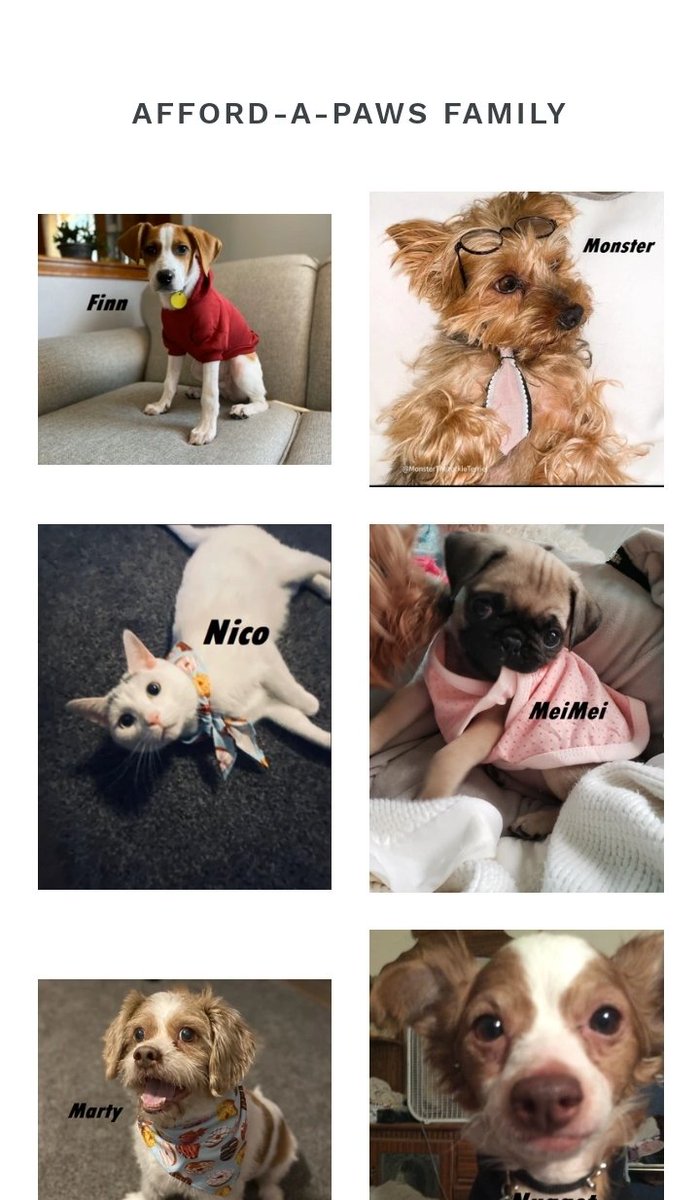 affordapaws's tweet photo. Go check out our new "Models" section on our front page! We finally have a place to show our appreciation towards all these pups that helped make Afford-A-Paws be successful! 😊😍 https://t.co/fUNyqZu8nM