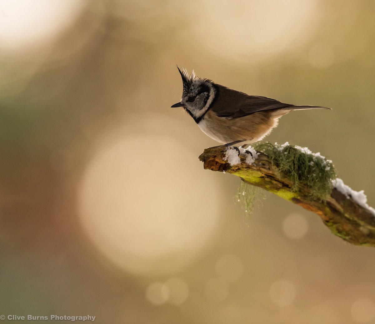 CliveBurns5's tweet photo. Crested Tit at last light in the #ScottishHighlands with @highland_andy #CestedTit #BBCWildlifePOTD #birds #_BTO #RSPBScotland #Natures_Voice #BBCSpringwatch #NatureUK #BBCountryfilePOTD #BBCCountryfile #Cairngorms https://t.co/VLrlg3BDfM