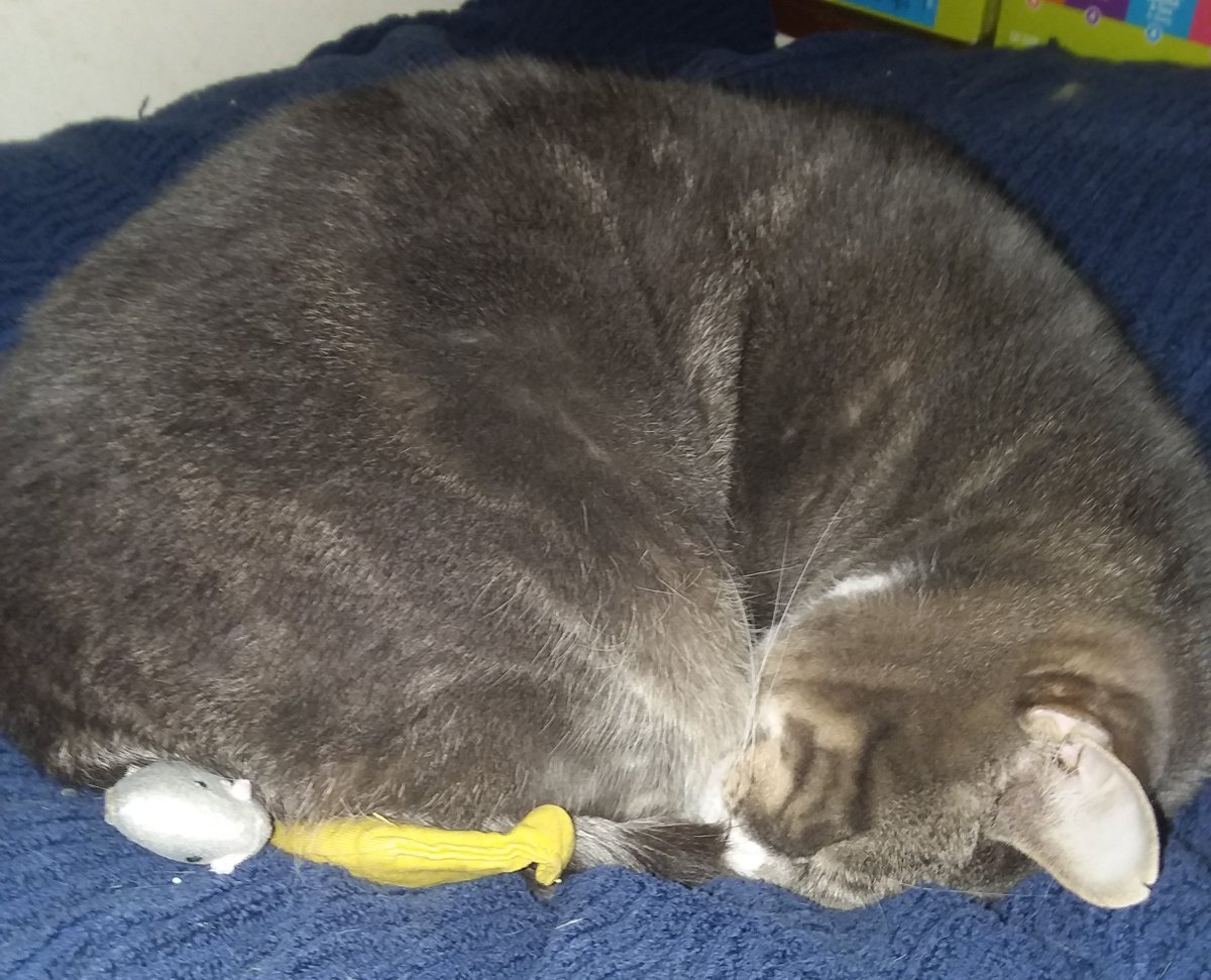 MariasMusings's tweet photo. Sparky. Zzzz. 🐈😊🐱❤🐾😻 #CKCC @CKCC https://t.co/3pxMhferqF
