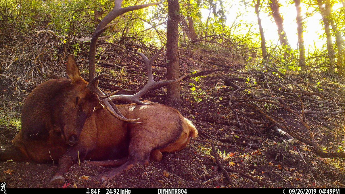 Looks like a nice spot for an afternoon nap! Such a beautiful trail camera image from <a href="/diyhntr/">The DIY Hunter</a>
#TrailcamTuesday #browningcameras #youvegottoseethis #trailcameras #browning #elk