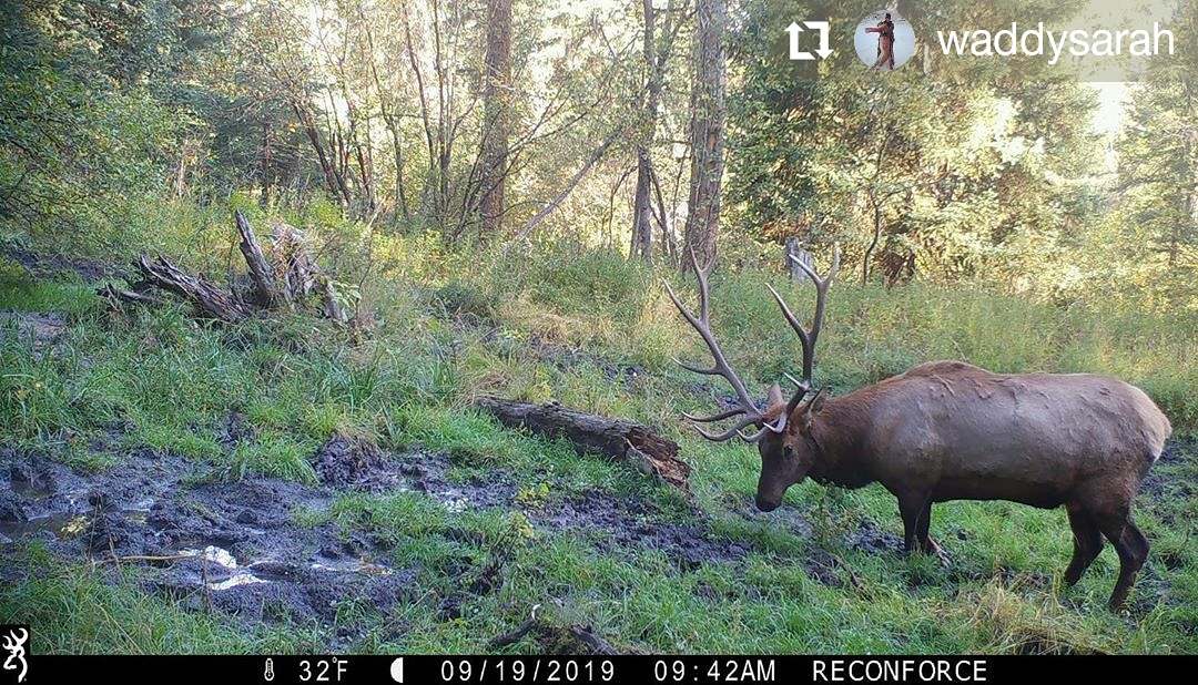 Team member Sarah Honadel is ready to get her <a href="/BrowningCams/">BrowningTrailCameras</a> out so she can get more great images, like this one! Who else is ready to get their #trailcameras out, and who still has them up?

#TrailcamTuesday #browningcameras #youvegottoseethis #trailcameras #browning #iambrowning