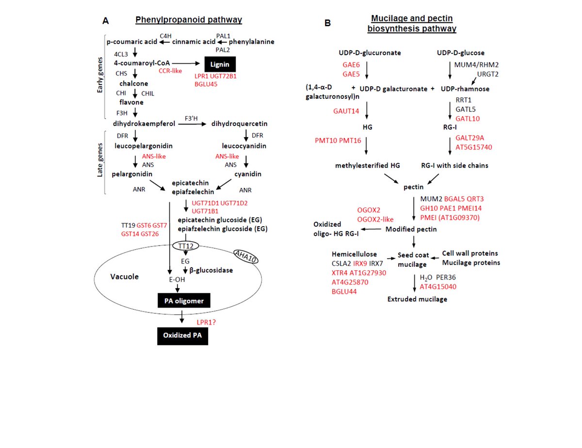 drpatrickallen's tweet photo. New paper accepted in @PCP_EIC (Li* Allen* et al., 2020). MBW complex regulation of Arabidopsis seed coat biosynthesis pathways via a multi-tiered transcriptional hierarchy: https://t.co/uNeXt7Ruo5

ありがと Thanks to our editors/reviewers and my hard-working colleagues @latrobe https://t.co/7I75xfStaZ