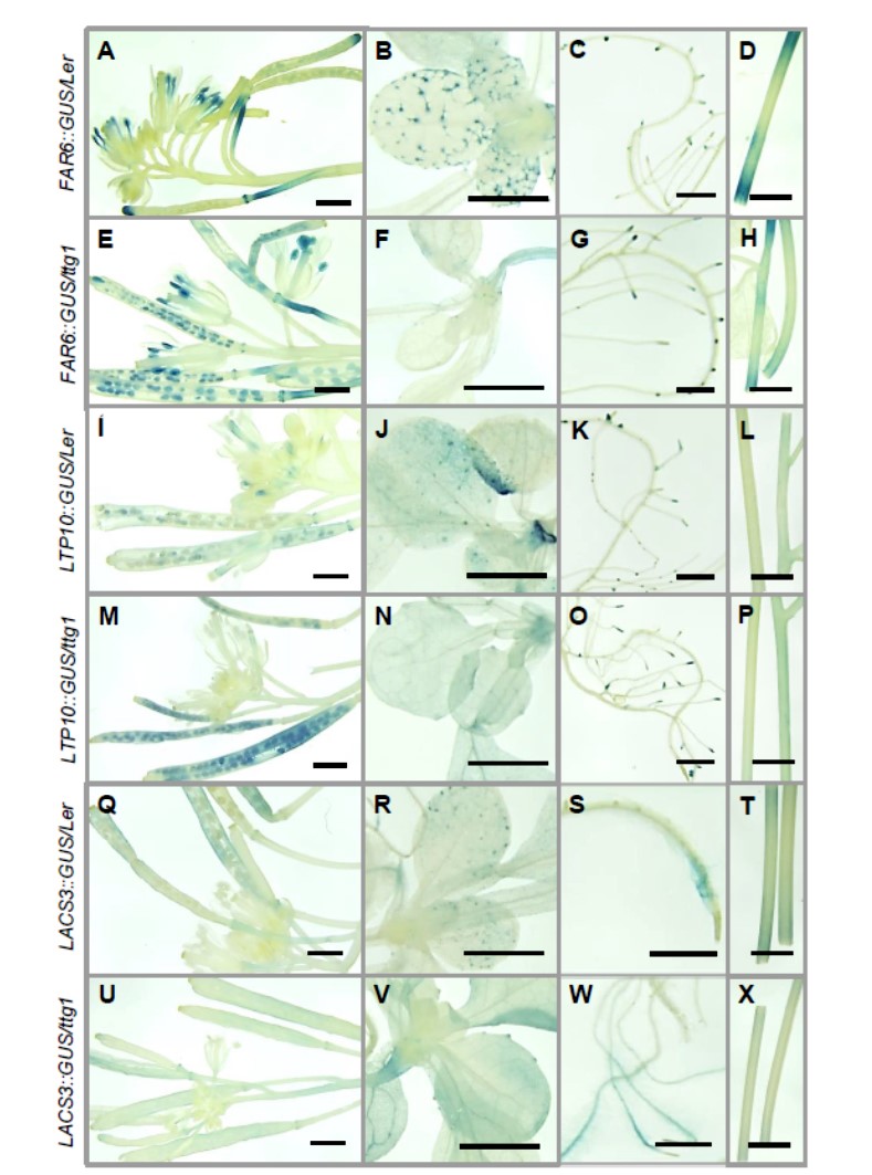 drpatrickallen's tweet photo. New paper accepted in @PCP_EIC (Li* Allen* et al., 2020). MBW complex regulation of Arabidopsis seed coat biosynthesis pathways via a multi-tiered transcriptional hierarchy: https://t.co/uNeXt7Ruo5

ありがと Thanks to our editors/reviewers and my hard-working colleagues @latrobe https://t.co/7I75xfStaZ