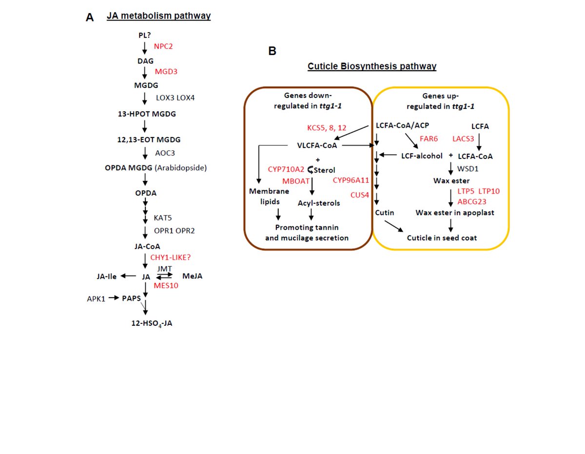 drpatrickallen's tweet photo. New paper accepted in @PCP_EIC (Li* Allen* et al., 2020). MBW complex regulation of Arabidopsis seed coat biosynthesis pathways via a multi-tiered transcriptional hierarchy: https://t.co/uNeXt7Ruo5

ありがと Thanks to our editors/reviewers and my hard-working colleagues @latrobe https://t.co/7I75xfStaZ