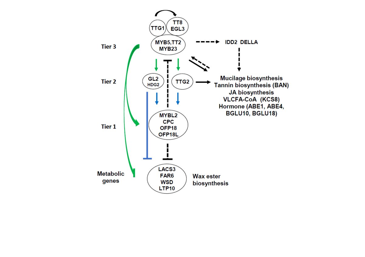 drpatrickallen's tweet photo. New paper accepted in @PCP_EIC (Li* Allen* et al., 2020). MBW complex regulation of Arabidopsis seed coat biosynthesis pathways via a multi-tiered transcriptional hierarchy: https://t.co/uNeXt7Ruo5

ありがと Thanks to our editors/reviewers and my hard-working colleagues @latrobe https://t.co/7I75xfStaZ