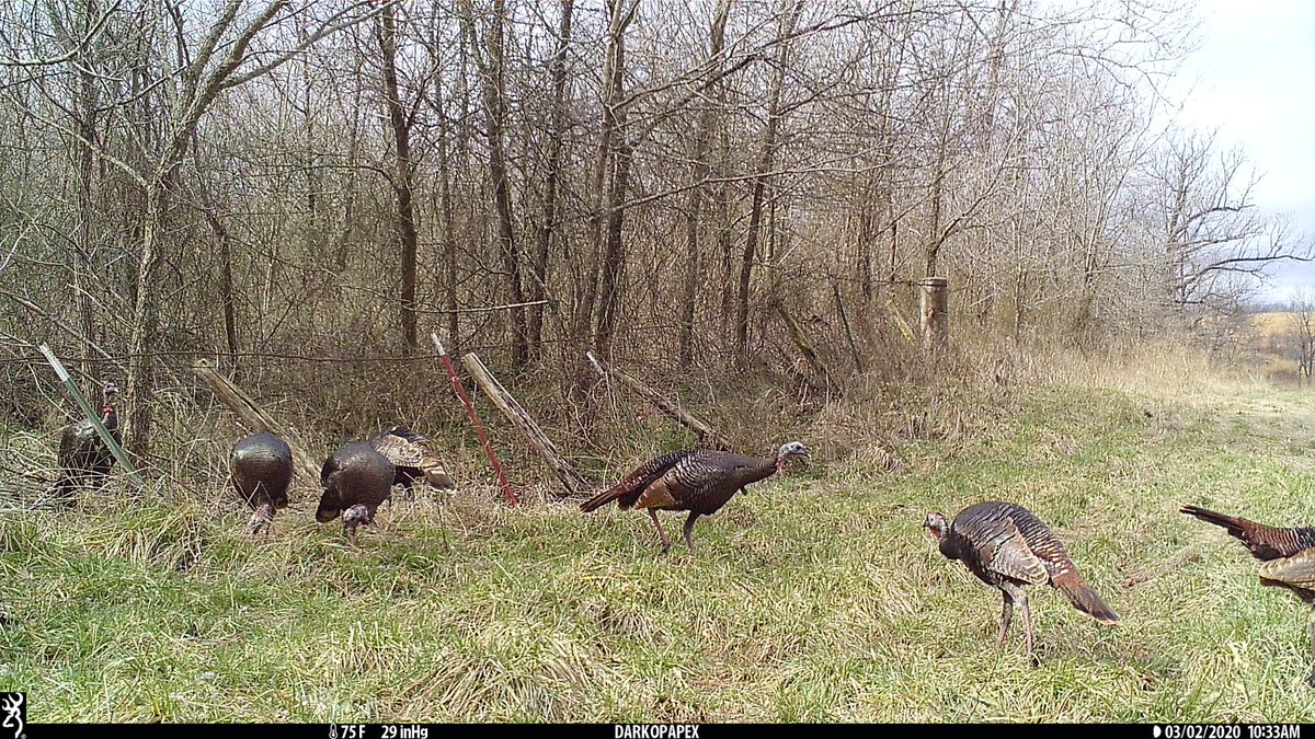 Seeing all these turkeys on my <a href="/BrowningCams/">BrowningTrailCameras</a> has me excited for Spring Turkey Season!

#TrailcamTuesday #browningcameras #youvegottoseethis #TurkeyTuesday #browning #turkeyseason #trailcamology #betheadventuress