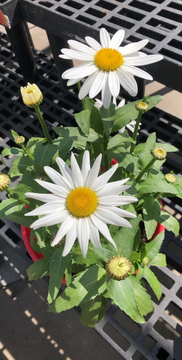TiffaneyRaeS's tweet photo. It get busy out there!!! Stop and smell the daisies #26wickeddaisies #mobileboutique #ComingSoon #hippie https://t.co/aAzu0ylFqn