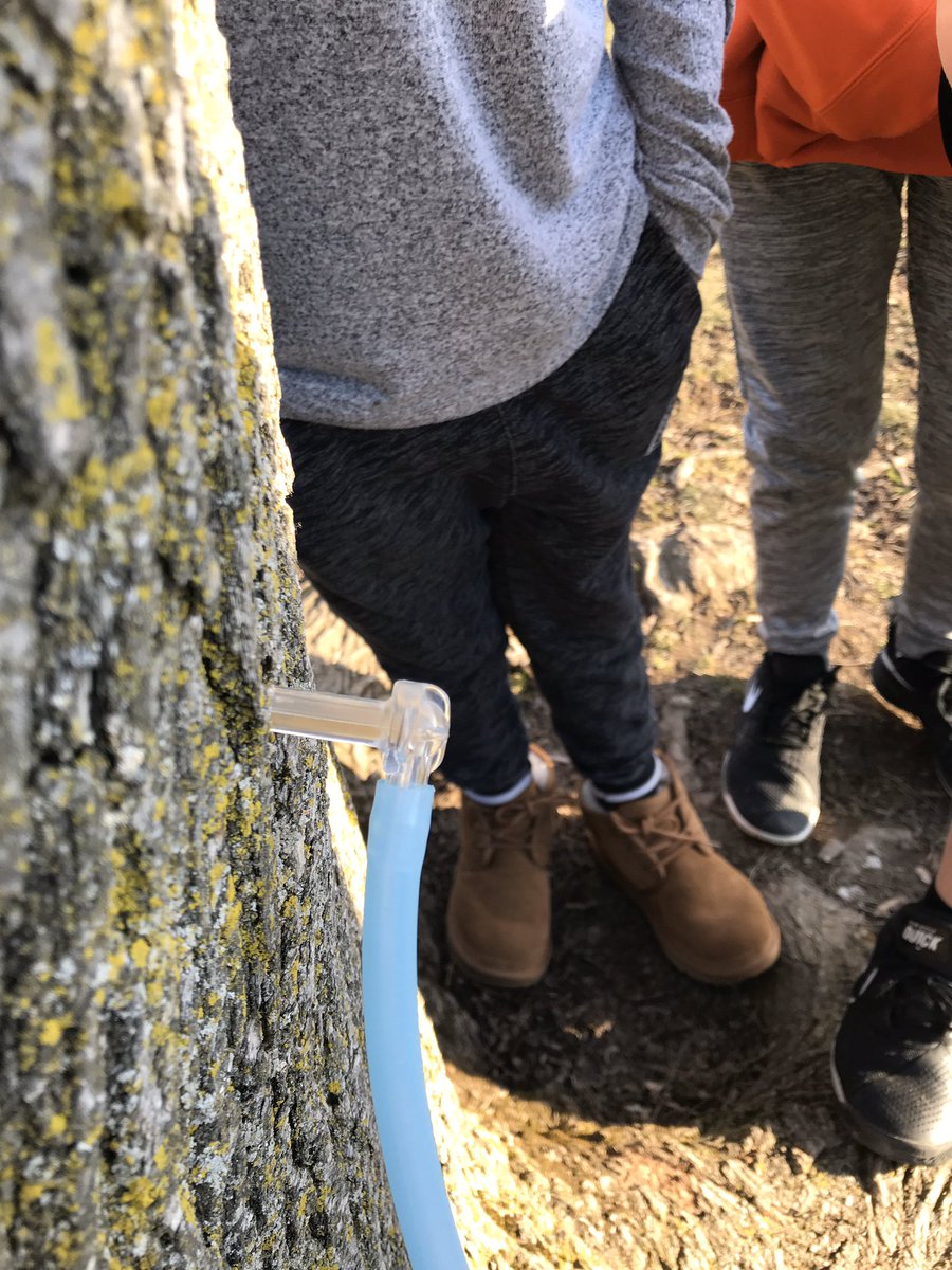 mrs_butlin's tweet photo. On Monday, the class tapped this Norway maple in our courtyard. Today we harvested 1/2 quart of sap and boiled it down to a little less than 2 tbsps of syrup. The ratio of sap to syrup of a Norway maple is 60:1 where a sugar maple is 40:1. Pancake party, here we come! https://t.co/p3s2TPcoqs