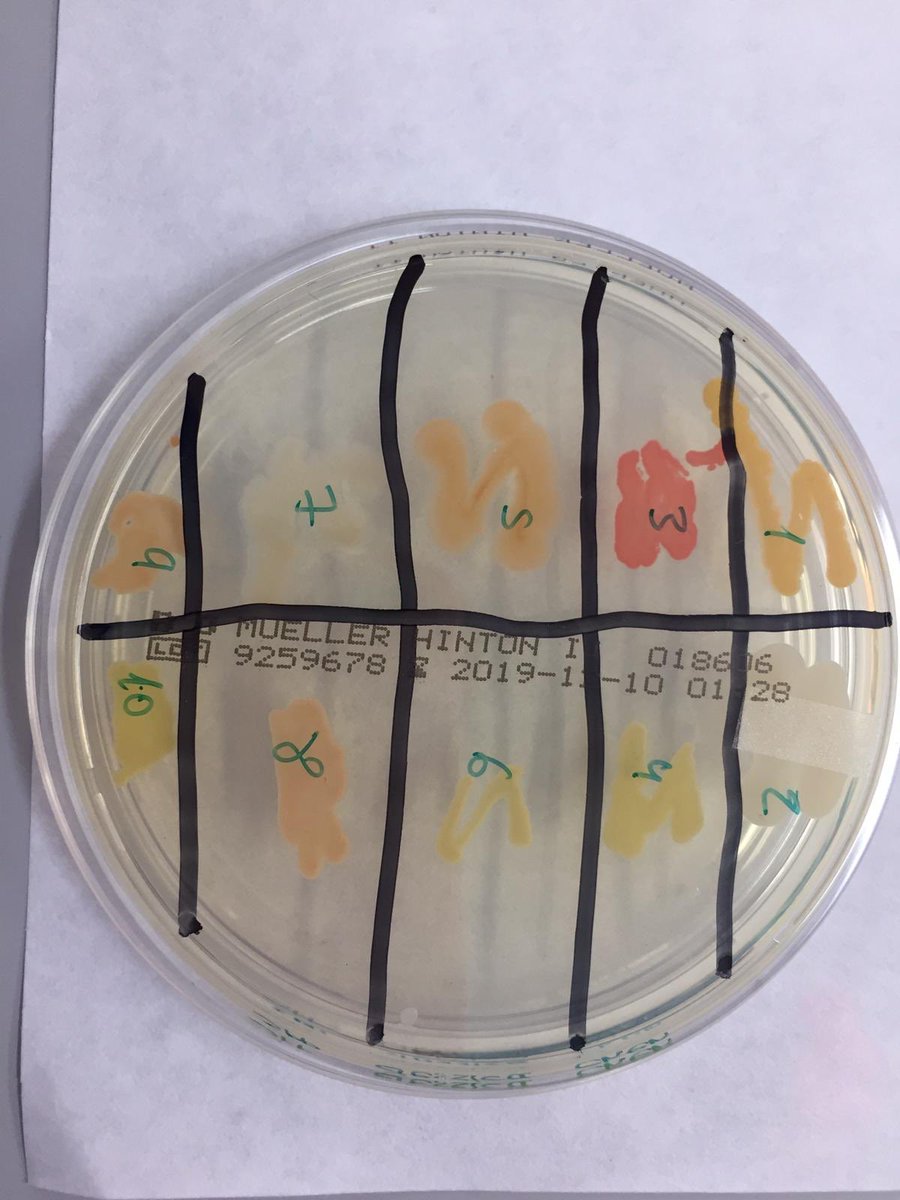 SWICEU1's tweet photo. Práctica 4⃣en #SanPedroPascual 
Los estudiantes han sembrado las 🔟🧫colonias seleccionadas en la práctica anterior frente a bacterias testigo. ¡Qué ganas de ver el resultado final! ¿Gritaremos ‘eureka’?🕵🏼‍♀ @noeliaarb14 @Amber_Devigne @zahomery @CienciaUCHCEU @uchceu https://t.co/s8NmeWybWf
