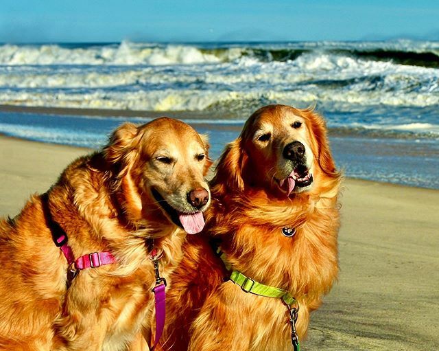 HamptnRetrievrs's tweet photo. George throwing the elusive Sideways #ToT
Happy #TongueOutTuesday #GRC
🐾👅🐾👅
#sidehustle #sidesaddle #sideways #beachdog #beachbum #happydog #rescuedog #goldenretriever #flyingpointbeach #watermill #southampton #hamptons #hamptonsdog #dogsofthehampto… https://t.co/pw2wfJpJaw https://t.co/djnLjFbPh6