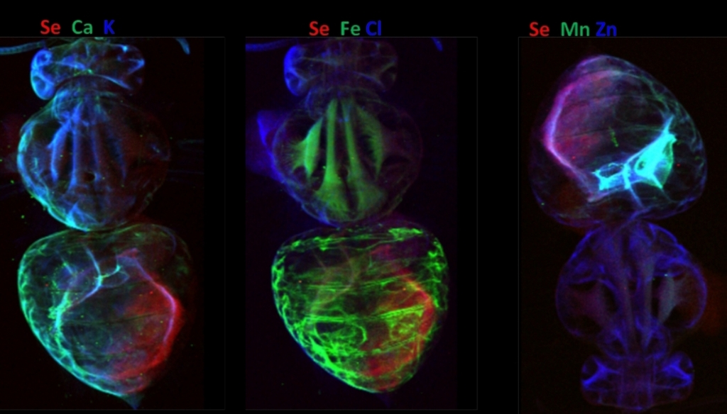 USaskEnt's tweet photo. Images of a bumble bee (Bombus impatiens) captured with the BioXAS beamline. Work in conjunction with @CanLightSource https://t.co/OzZkx6QFHG