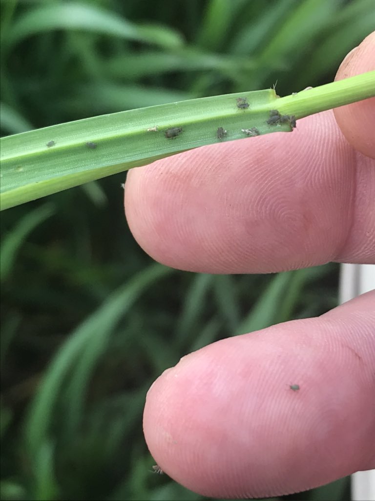 tmaysag's tweet photo. Wheat update. Bird cherry oat aphids are increasing, check field for lodging, barley yellow dwarf or if they are at threshold. Stripe rust is also starting to show up in Hill County. Scout field to determine if need to treat. #TxIPM #IPM #Txwheat #scouting #researchandextension https://t.co/1XiRJd57Py