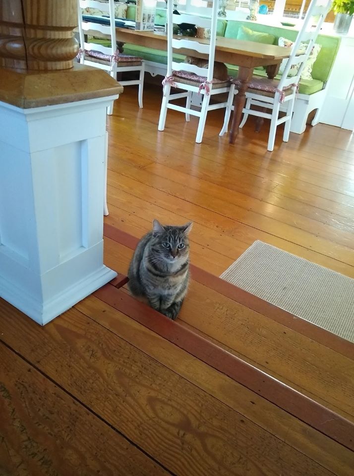 Her name is Mama Kitty, #LostCat 03/06/20, from Popon Rd in #Westerly #RhodeIsland near Watchhill fire department. Female tabby /semi feral. She has some orange on the back of her hind legs & on chest  
Call at 4915965139 or (cell) 8604492251
facebook.com/StandUpForAnim…
