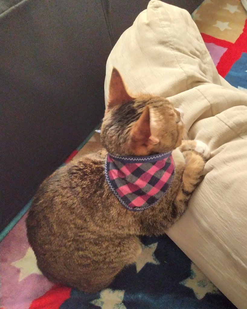 elbuensaul's tweet photo. Les presento a Amy the #PrayingCat. Está orando por la humanidad (y para que sus humanos le den comida rica) #cats #gatos #CatsWillRule https://t.co/9geqDfDejj