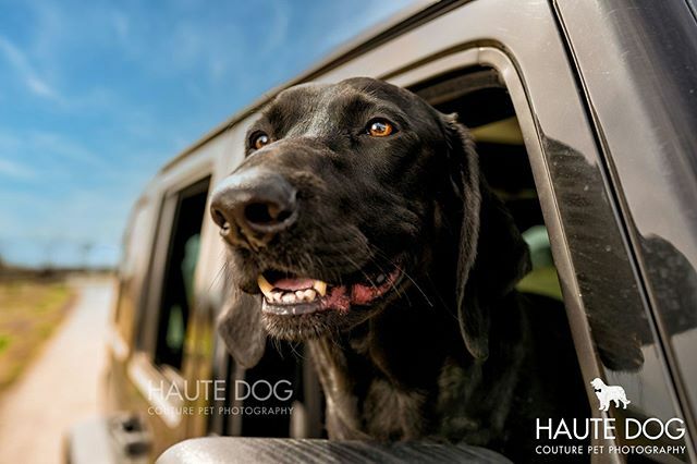 hautedogphotos's tweet photo. Oliver took "ridin' dirty" to a new meaning after some major mud zoomies. #itsajeepthing 👋🏼⠀
#jeepwrangler #coonhound #labmix #happydog #dogsincars #dfwdogs #dallasdogs #dogsofdallas #dogmomsofdallas #dallaspetphotographer #dallasdogphotographer https://t.co/6qc3XwTKTe https://t.co/BElyBBO8on