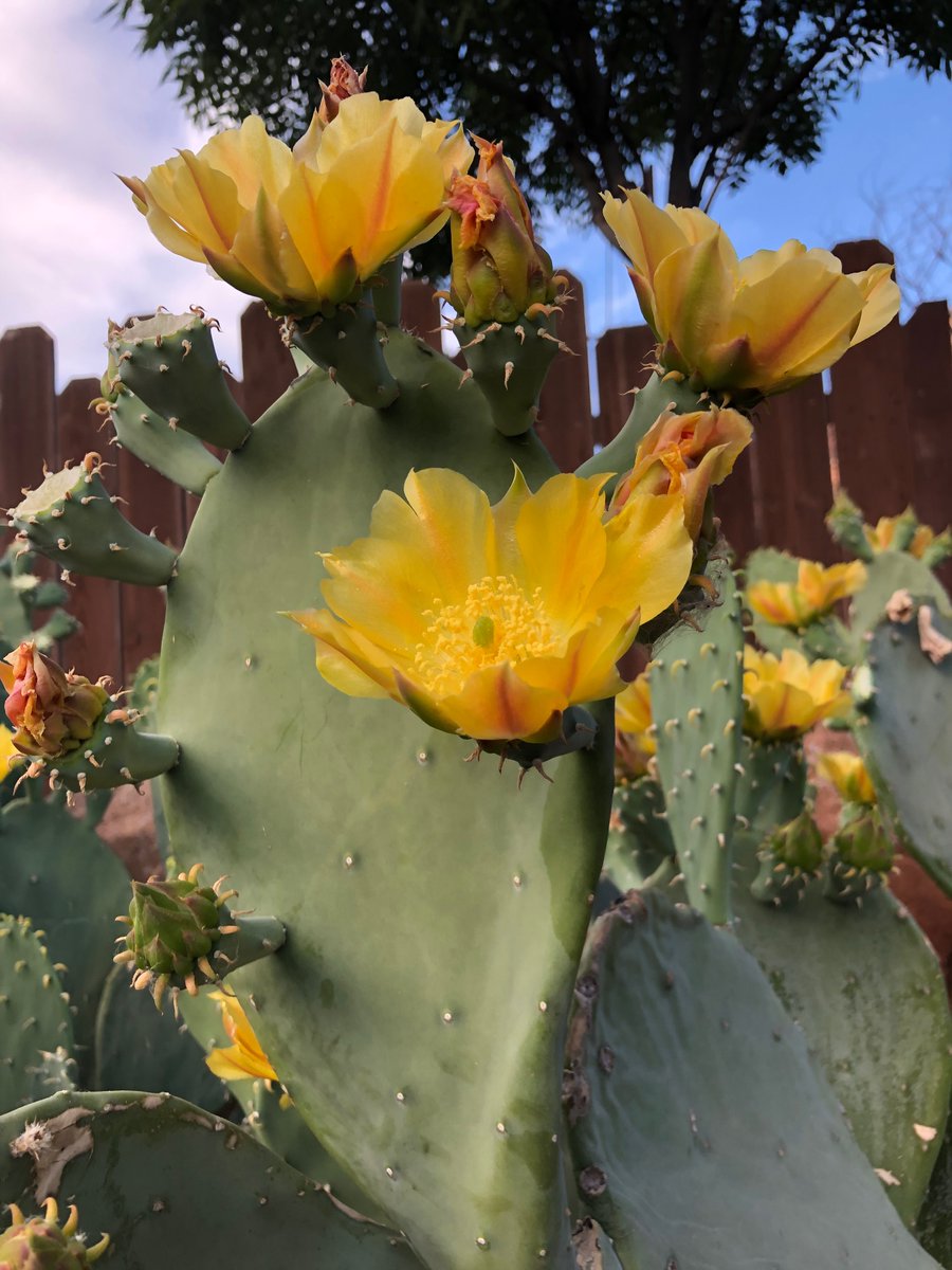 E. Heidi Cheek, MHS, PA(ASCP) tweet media