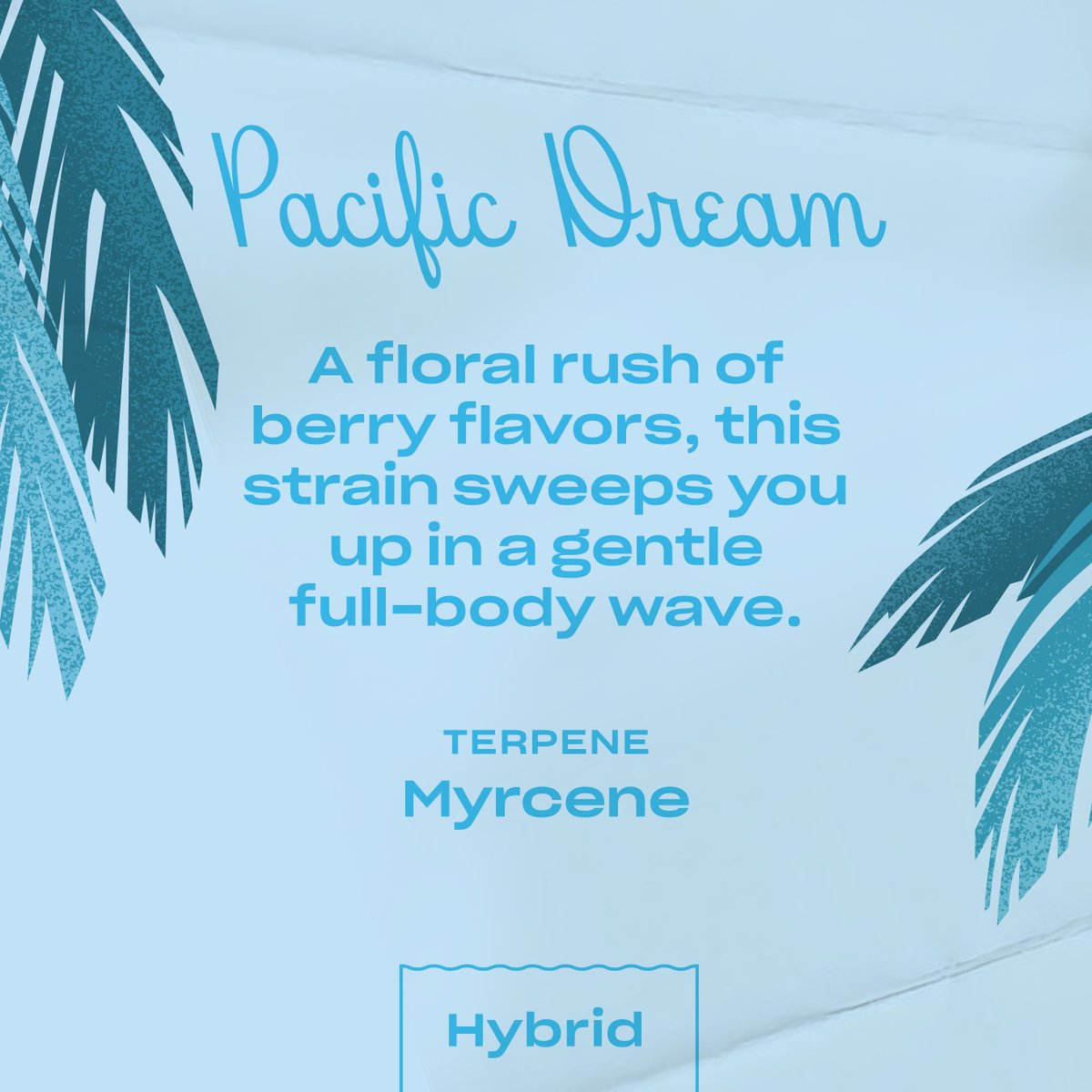 bask in the rays with Pacific Dream, our sweet, balanced hybrid 🌊🌴