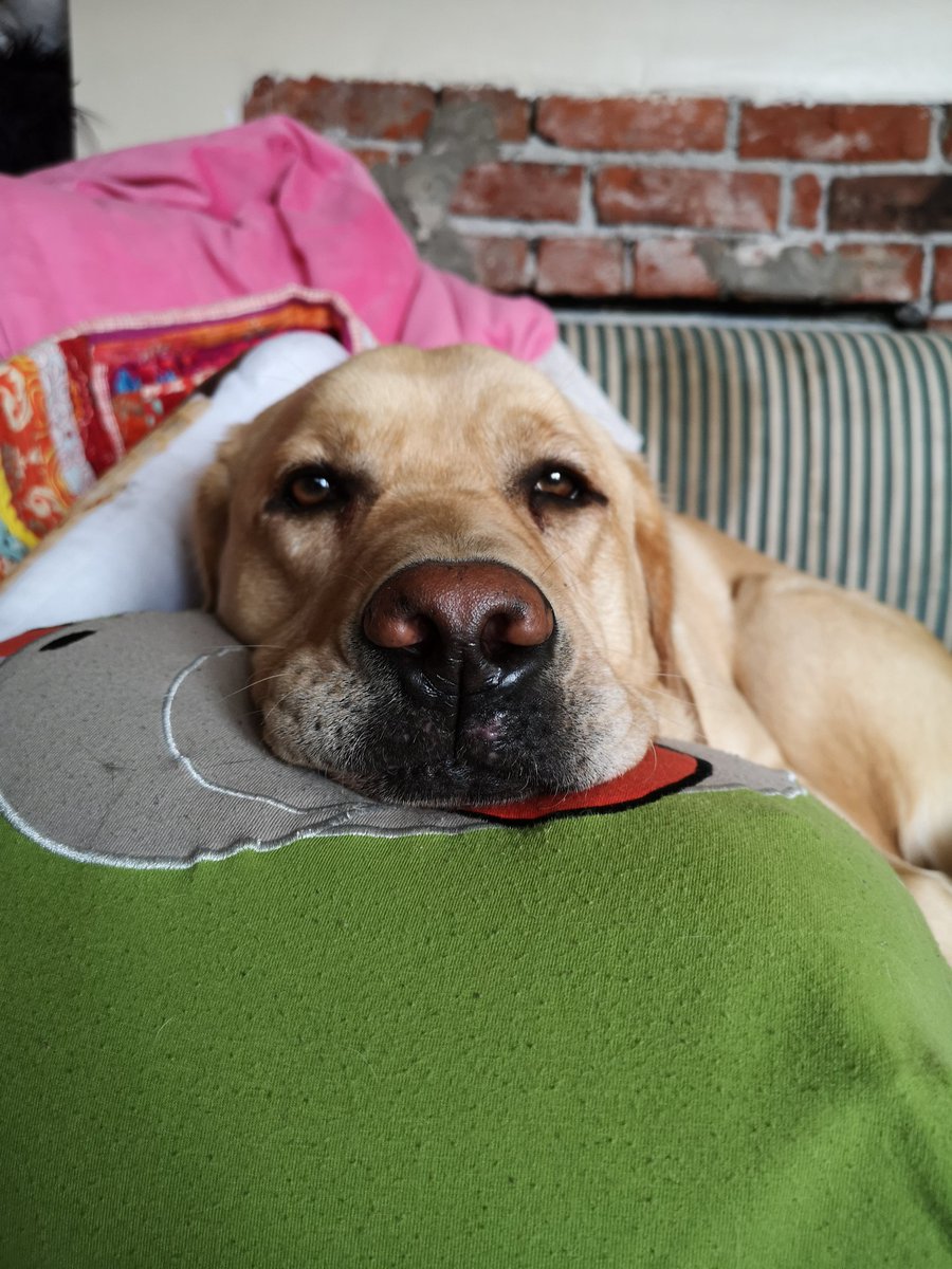 watson_the_lab's tweet photo. Tuesday Boop please 
#boop #dogsoftwitter #tuesdaymood https://t.co/1W6yjeN3Hi