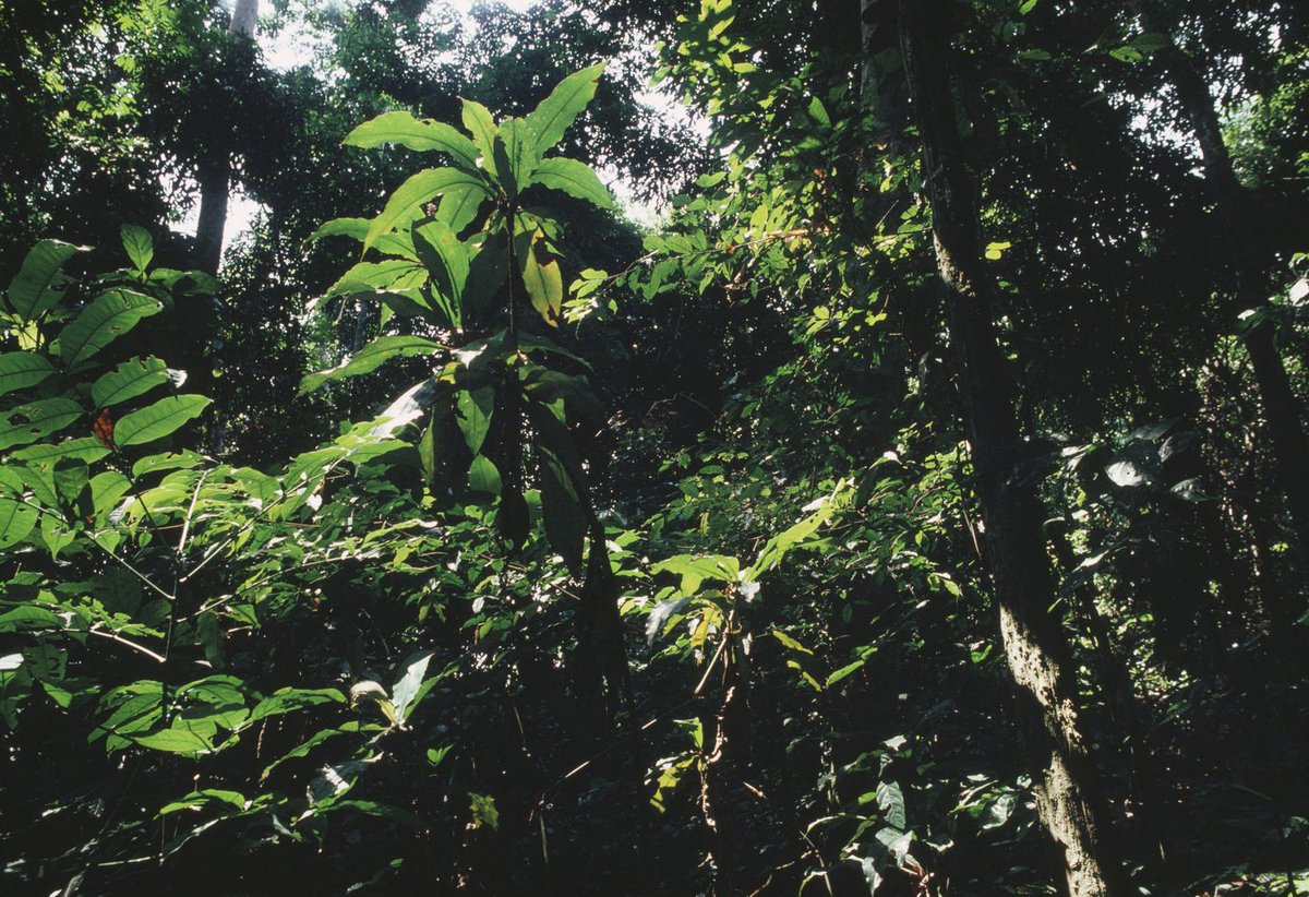 ClimateReality's tweet photo. 'The Congo rainforest is losing ability to absorb carbon dioxide. That���s bad for climate change.'  
https://t.co/yfTbe4v9l8 https://t.co/6o25mAuLJ9