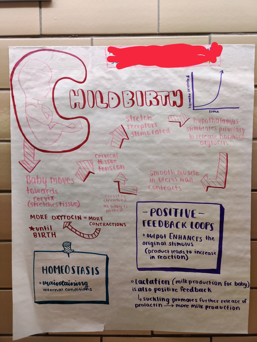 ScienceWCBOE's tweet photo. AP Bio students at @WicomicoHS  made posters to model feedback in human systems. https://t.co/qqZ8qvssAP