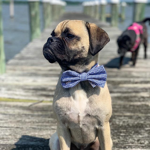 One year ago today we rescued this dapper fellow. Truman, aka Troomie Halloumi, aka Mush-troom, has brought such joy to our family. He endures his embarrassing nicknames without complaint, keeps our 10+ year old Lulu young, he’s a wonderful snuggler, he … ift.tt/2W1pf9R