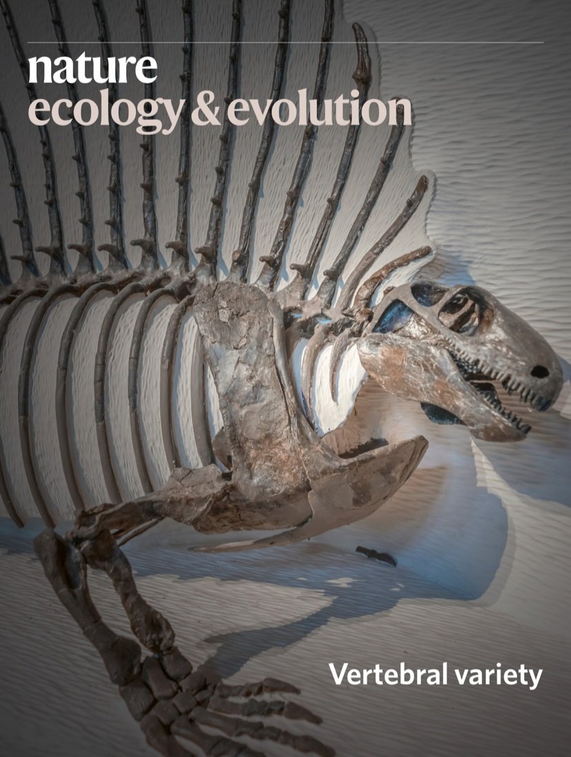 MCZpaleo's tweet photo. Our cheeky looking #mczvertpaleo Edaphosaurus boanerges, on display @HarvardMuseum, made the front cover of NEE! The image is connected with a #Piercelab paper on mammal backbone evolution. @HarvardOEB @MCZHarvard @Kjonesthebones @NatureEcoEvo https://t.co/GxJkzSko3F