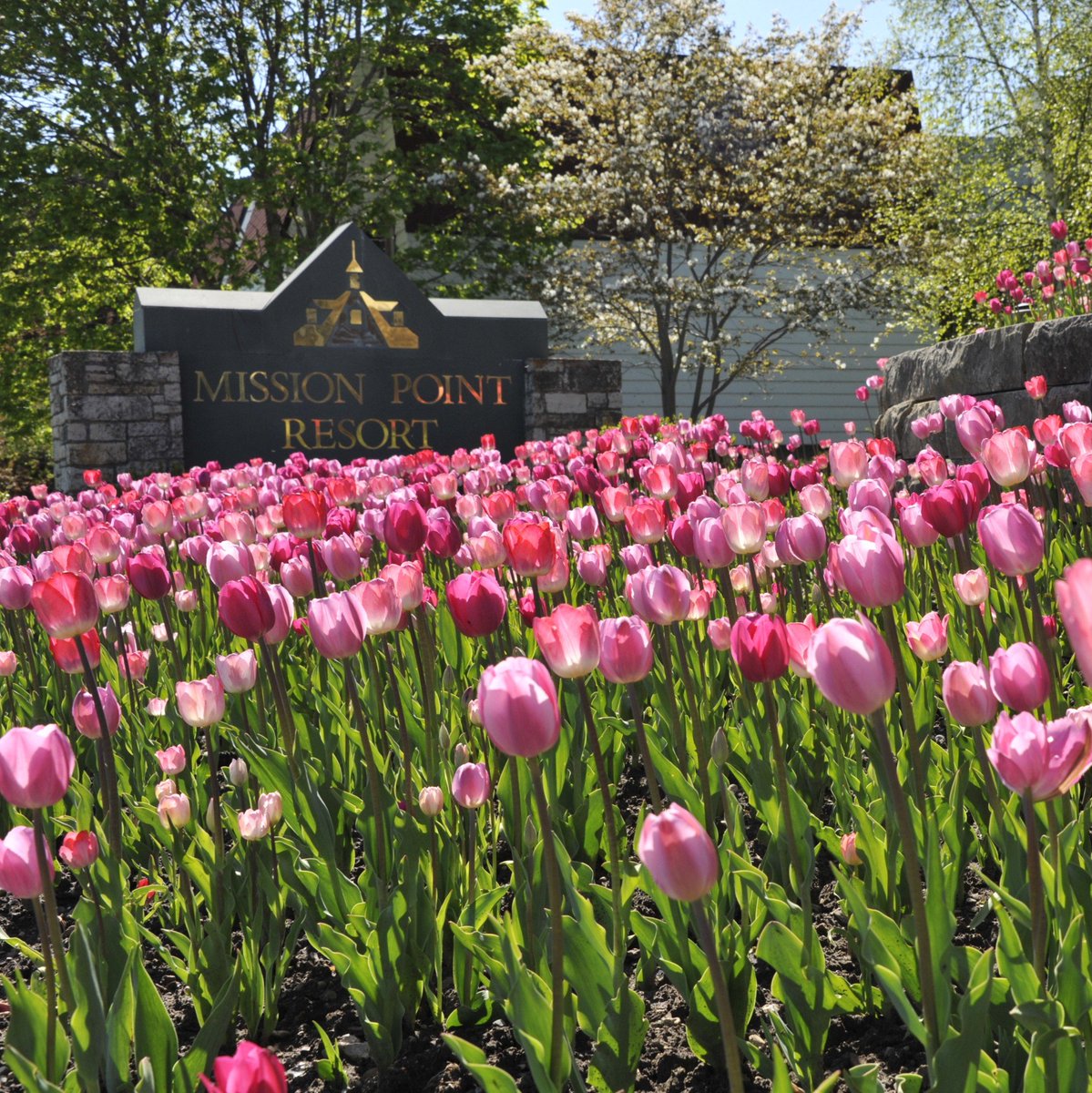 Mission_Point's tweet photo. #MackChat Mackinac Island is covered in tulips in the Spring! Looking for the best blooms? Stop by Mission Point to stroll through our sum 33,000 beautiful Proven Winners Signature Garden gems 🌷 #missionpoint #mymackinac https://t.co/hX3ZPH1CeY